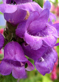 Penstemon 'Juan Jose'